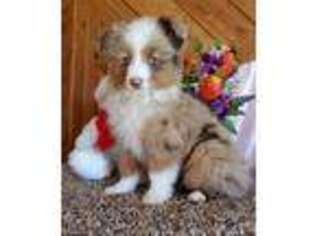 Miniature Australian Shepherd Puppy for sale in Cub Run, KY, USA
