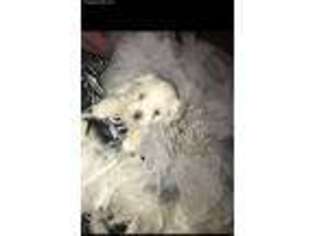 Maltese Puppy for sale in Roanoke, VA, USA