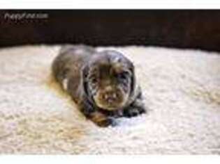 Dachshund Puppy for sale in Stratford, OK, USA