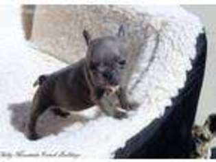 French Bulldog Puppy for sale in Apache Junction, AZ, USA