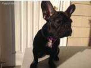 French Bulldog Puppy for sale in Middletown, NJ, USA