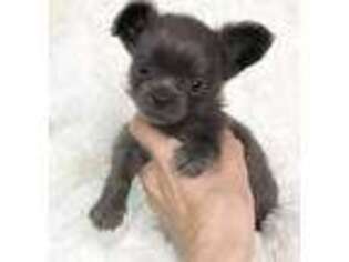 Chihuahua Puppy for sale in Grand Ledge, MI, USA