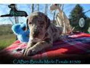 Great Dane Puppy for sale in Scandinavia, WI, USA