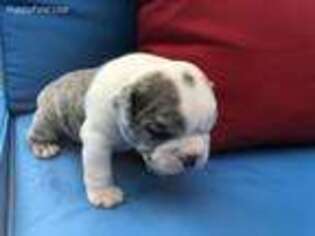 Bulldog Puppy for sale in Kingsville, TX, USA
