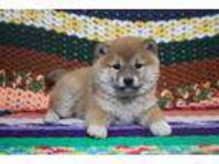 Shiba Inu Puppy for sale in Pembroke, KY, USA