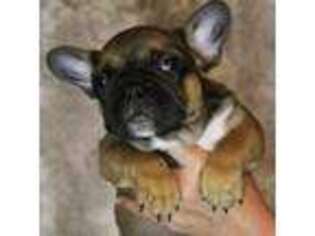 French Bulldog Puppy for sale in Fruitland Park, FL, USA