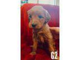 Goldendoodle Puppy for sale in Morgantown, WV, USA