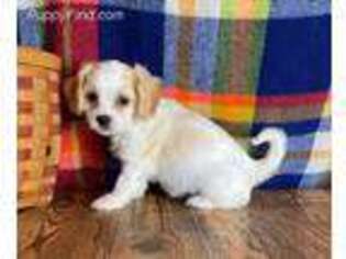Cavachon Puppy for sale in East Sparta, OH, USA