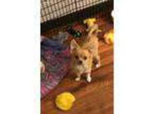 Chihuahua Puppy for sale in Missouri City, TX, USA