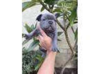 French Bulldog Puppy for sale in Rancho Cucamonga, CA, USA