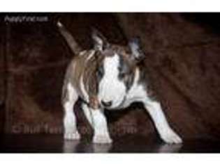 Bull Terrier Puppy for sale in Linden, MI, USA