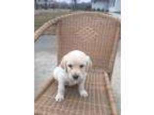 Labradoodle Puppy for sale in Gallatin, MO, USA