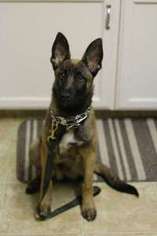 Belgian Malinois Puppy for sale in Fresno, CA, USA