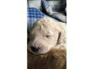 Goldendoodle Puppy for sale in El Mirage, AZ, USA