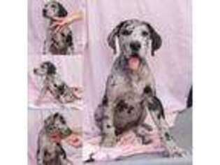 Great Dane Puppy for sale in Fountain Valley, CA, USA