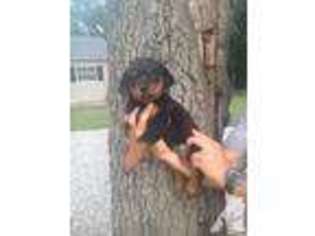 Mutt Puppy for sale in FILLMORE, IL, USA