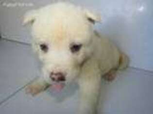 Akita Puppy for sale in Chicago, IL, USA