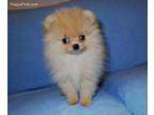 Pomeranian Puppy for sale in Sandy Hook, KY, USA