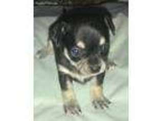 Chihuahua Puppy for sale in Oklahoma City, OK, USA