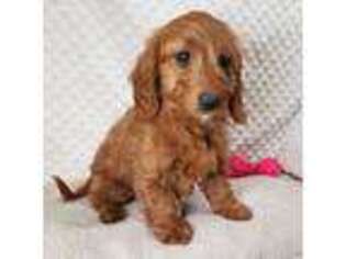 Dachshund Puppy for sale in Childress, TX, USA