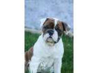 Alapaha Blue Blood Bulldog Puppy for sale in Topeka, IN, USA