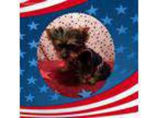 Yorkshire Terrier Puppy for sale in Grove, OK, USA