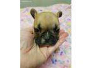 French Bulldog Puppy for sale in Thorndale, PA, USA