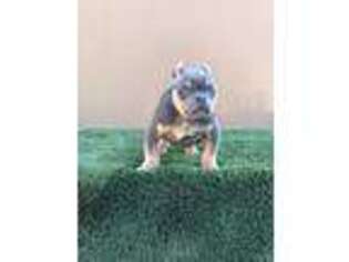 Mutt Puppy for sale in Gilroy, CA, USA
