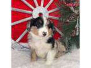 Miniature Australian Shepherd Puppy for sale in Kalama, WA, USA