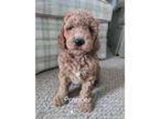 Labradoodle Puppy for sale in Wilmington, NC, USA