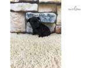 French Bulldog Puppy for sale in Saint Joseph, MO, USA