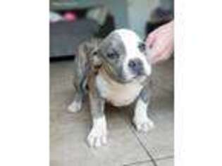 Mutt Puppy for sale in Los Lunas, NM, USA