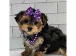 Yorkshire Terrier Puppy for sale in Brooklyn, NY, USA