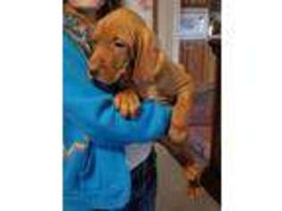 Vizsla Puppy for sale in Purdy, MO, USA