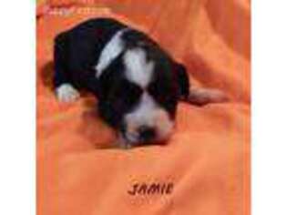 Tibetan Terrier Puppy for sale in Ava, MO, USA