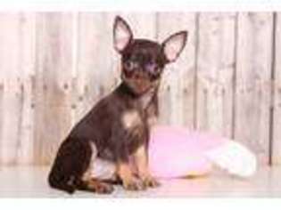 Chihuahua Puppy for sale in Butler, OH, USA