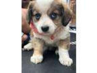 Pembroke Welsh Corgi Puppy for sale in Scio, OR, USA