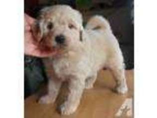 Goldendoodle Puppy for sale in DILLON BEACH, CA, USA