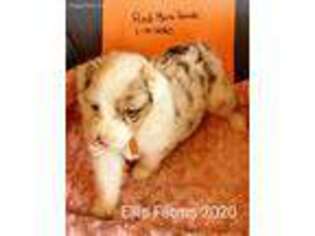 Australian Shepherd Puppy for sale in Russiaville, IN, USA