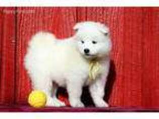 Samoyed Puppy for sale in Myrtle Point, OR, USA