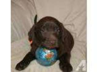 Labrador Retriever Puppy for sale in CHANDLER, AZ, USA