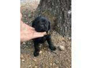 Labrador Retriever Puppy for sale in Springdale, AR, USA