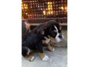 Olde English Bulldogge Puppy for sale in Plano, TX, USA