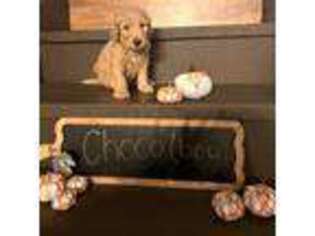 Goldendoodle Puppy for sale in Brownsville, TX, USA
