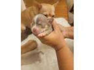 Chihuahua Puppy for sale in Penns Grove, NJ, USA