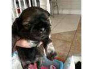 Mutt Puppy for sale in Westville, IN, USA