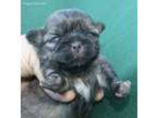 Mutt Puppy for sale in Lone Oak, TX, USA