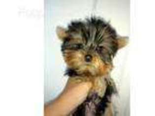 Yorkshire Terrier Puppy for sale in Wayland, MA, USA