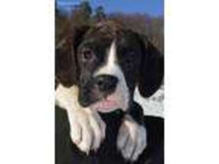 Boxer Puppy for sale in Sunbury, PA, USA