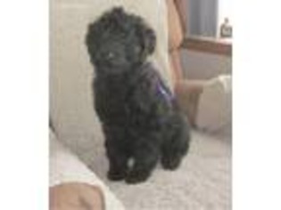 Schnoodle (Standard) Puppy for sale in Melbourne, IA, USA